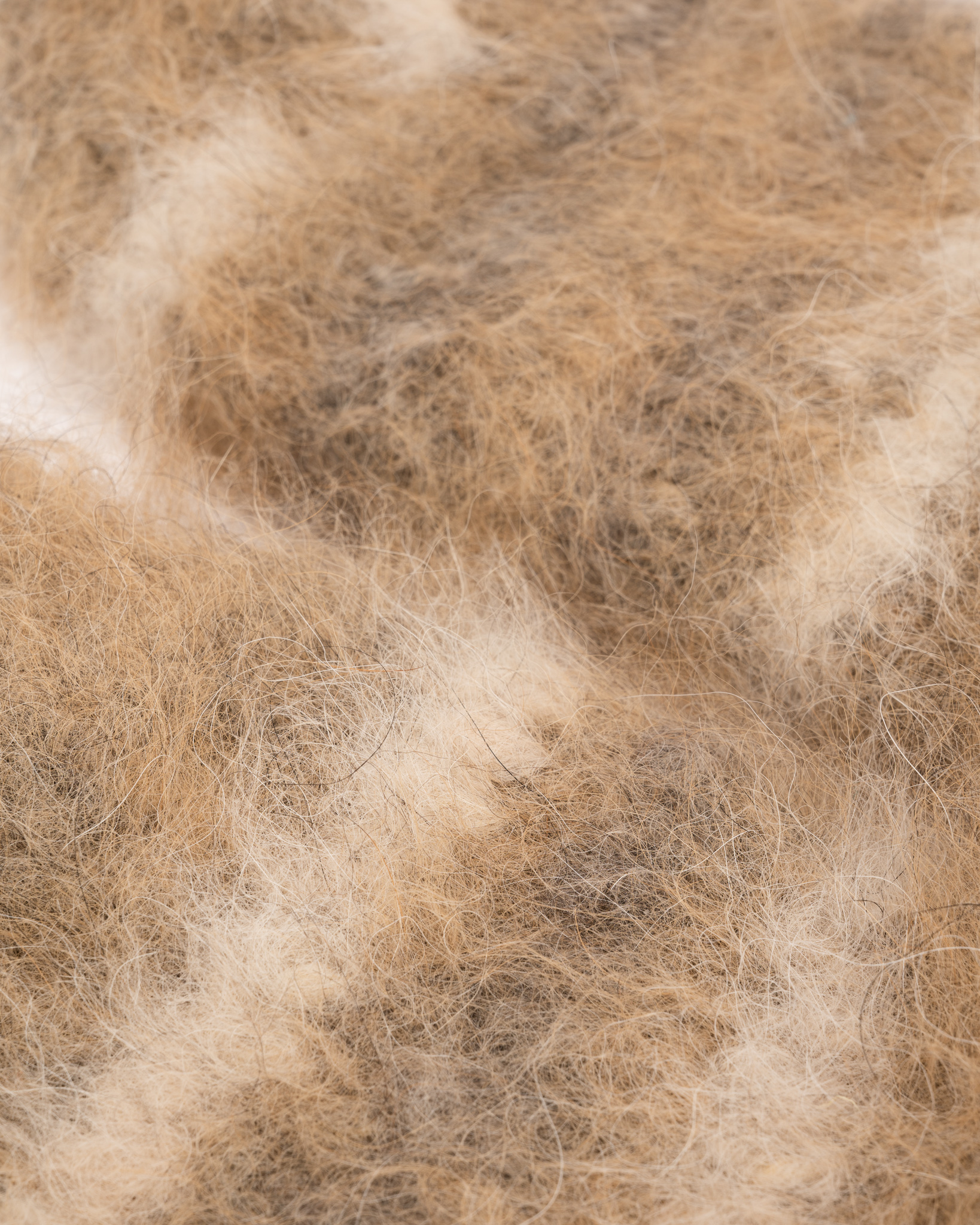 Verenkiertoa parantavat 100% siperianhuskyn koiranvillasukat – KELLERTÄVÄ, WoolLando